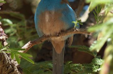 Open-Faced Cordon Bleu