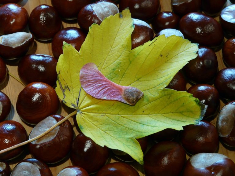 Orange-Maple Butter
