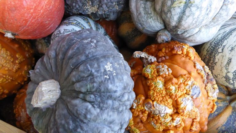 Orange Winter Squash Casserole
