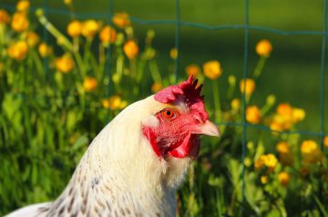 Oregano Cornish Game Hens
