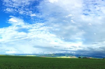 Oven-Baked Walla Walla Sweets (Onion)