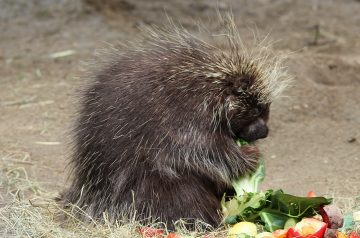 Oven Porcupines