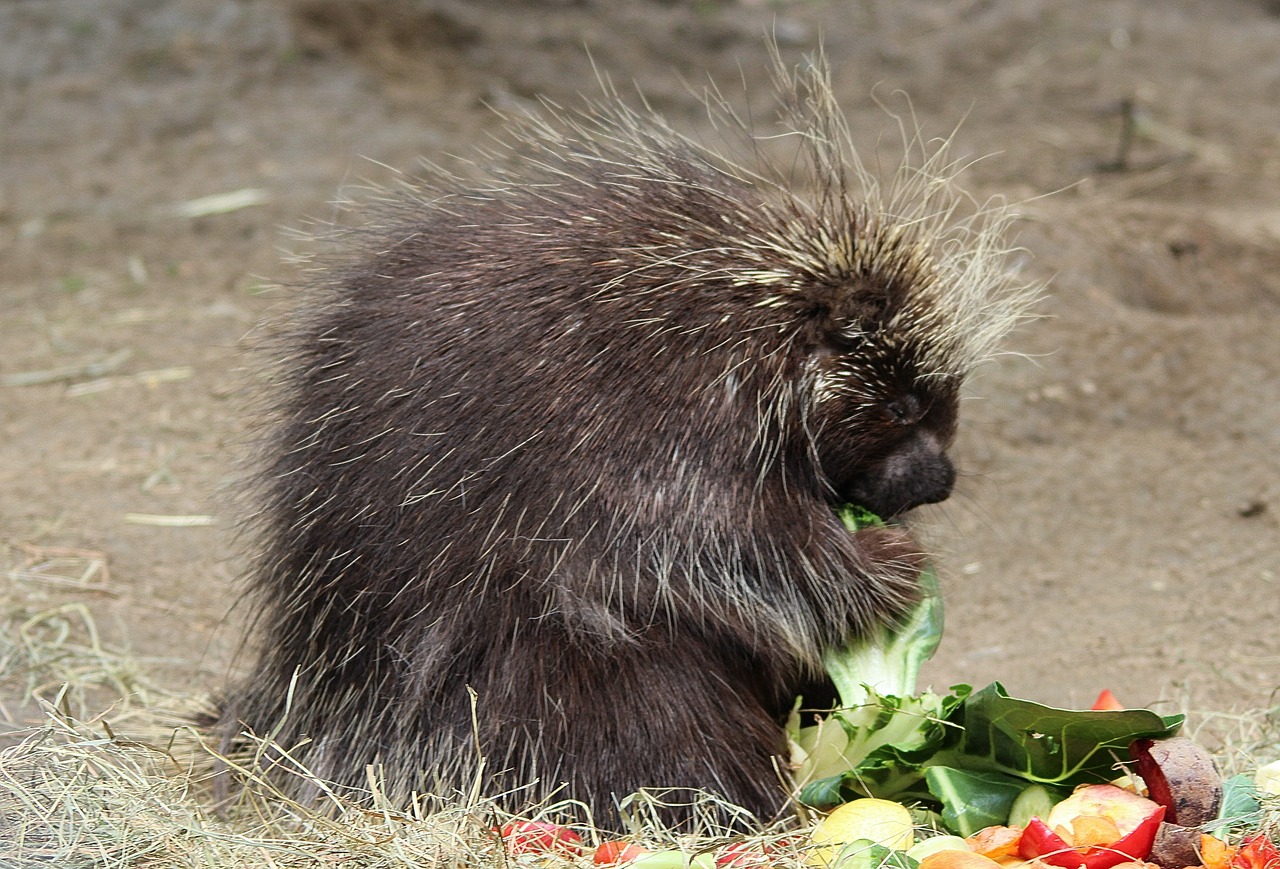 Oven Porcupines