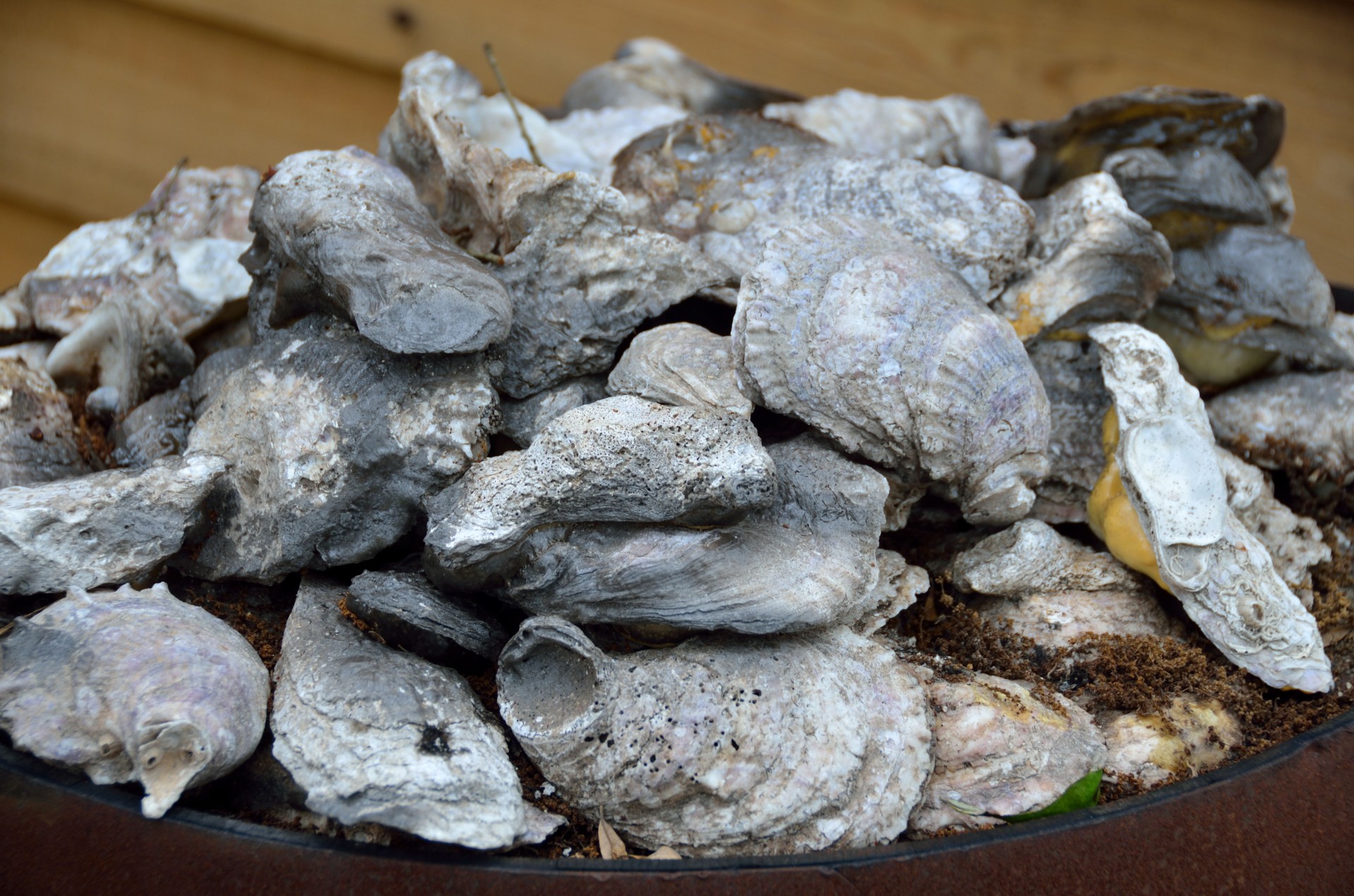 Easy Smoked Oyster Snack