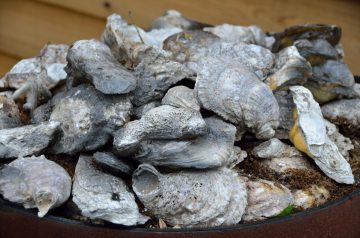 Oyster Stew in Three Minutes