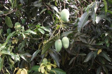 Pappacito's Mango Chicken