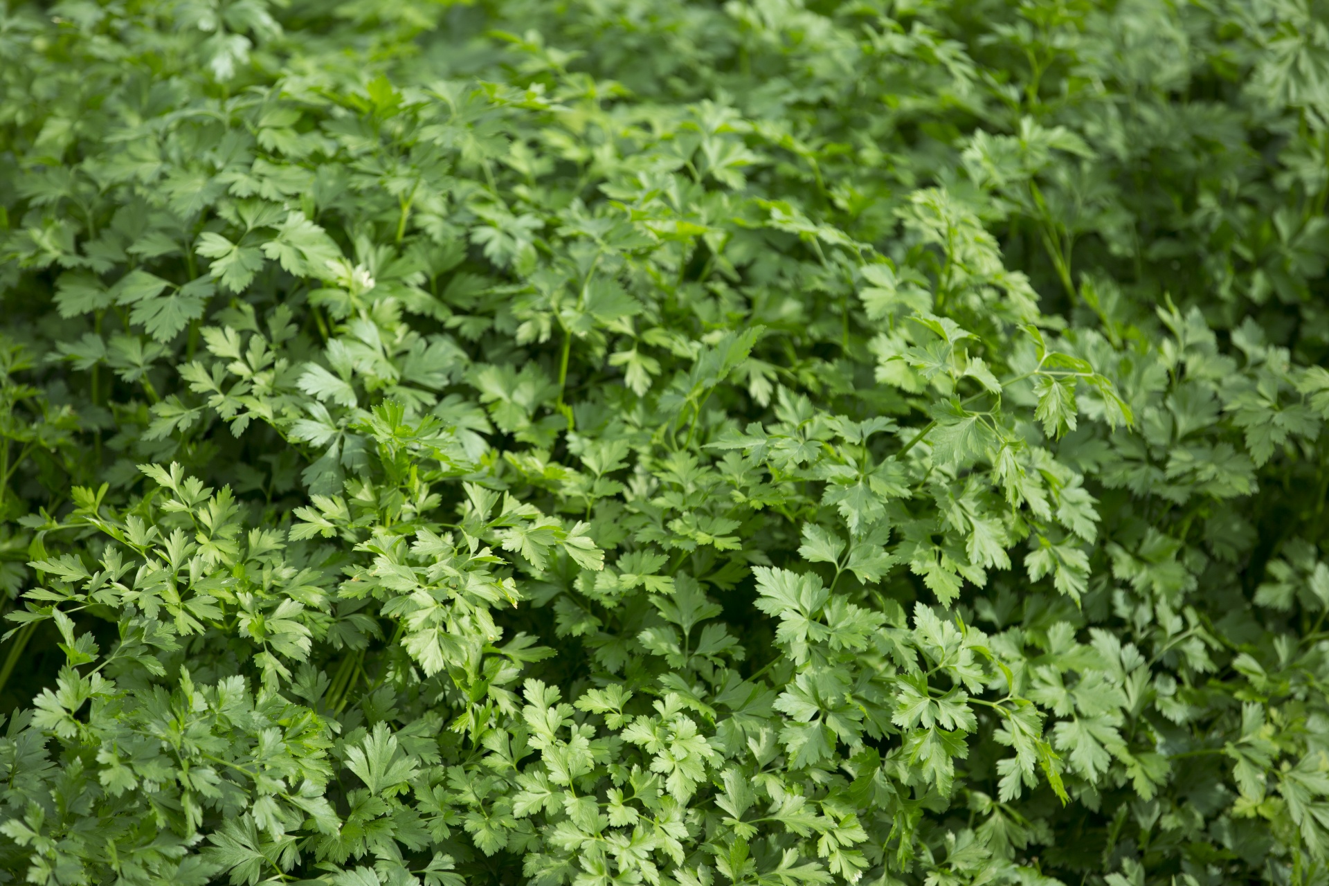 Spicy Carrots With Parsley and Cilantro