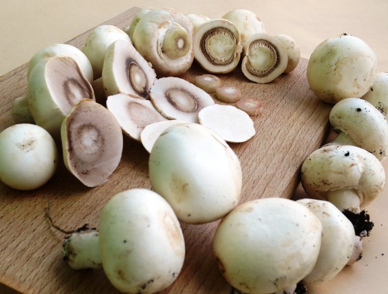 Passover and All Year Vegetarian Chopped Liver ( Mushrooms )