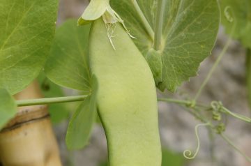 Creamy Pea Risotto