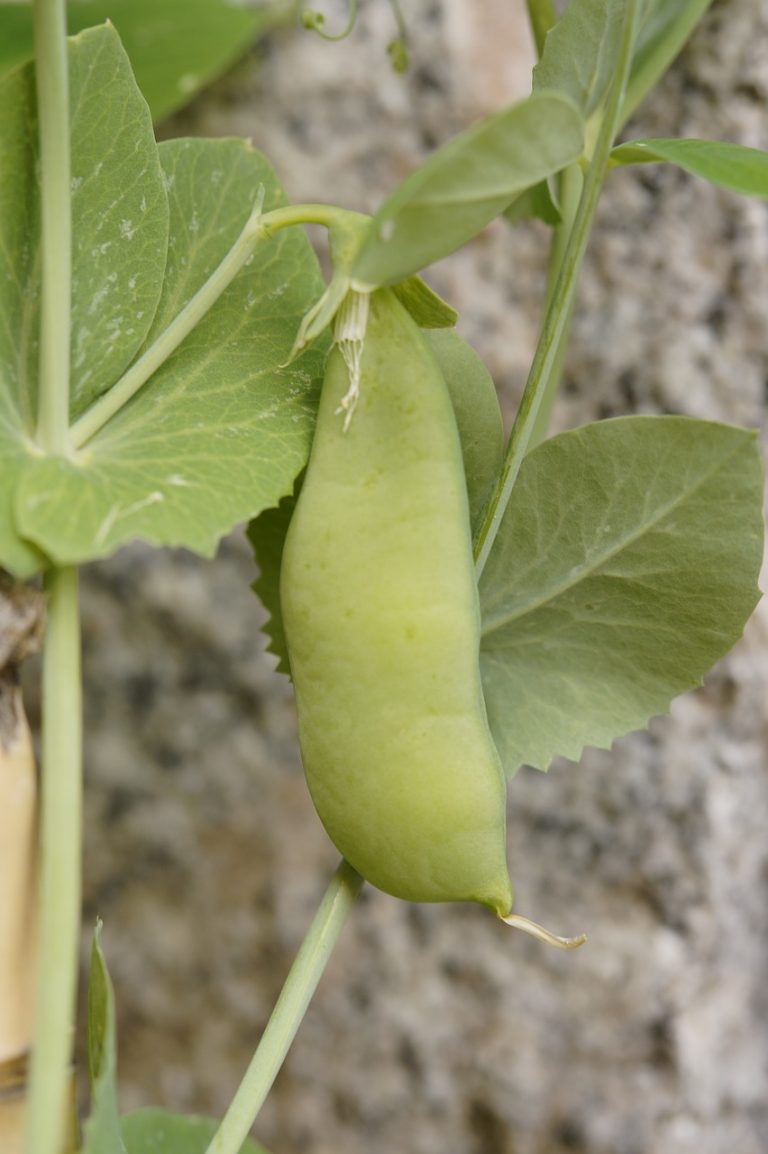 Pea Pod Casserole