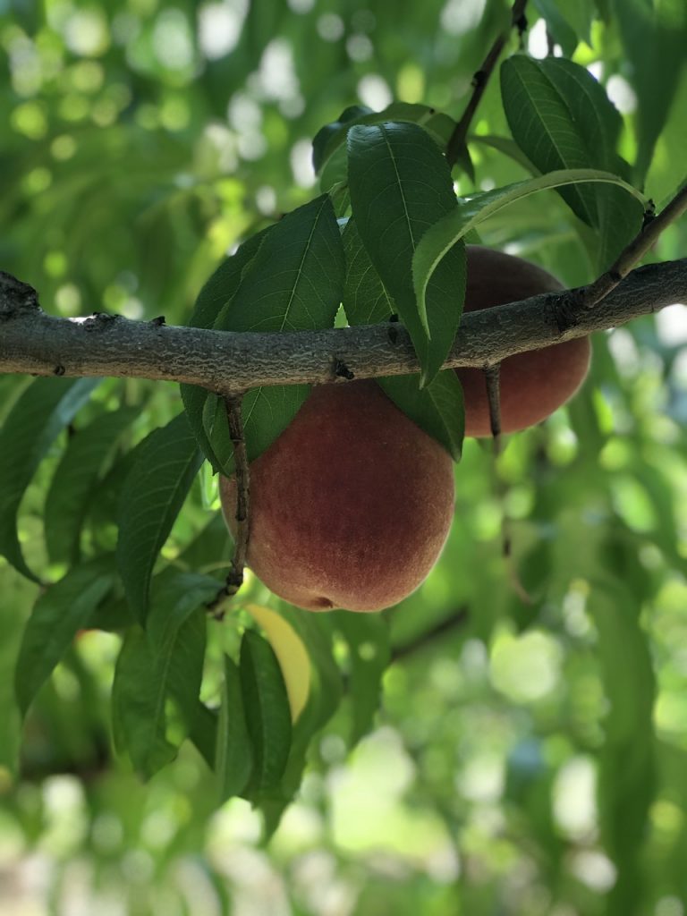 Harvest Peach Bread