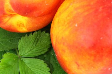Peach or Nectarine Clafouti