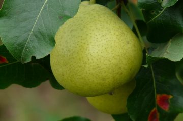 Pear Crisp