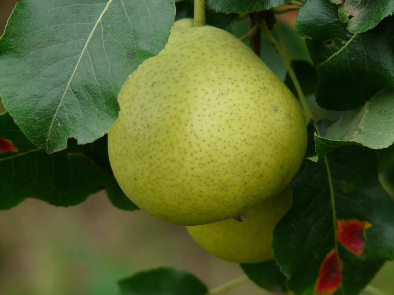 Pear Frangipane