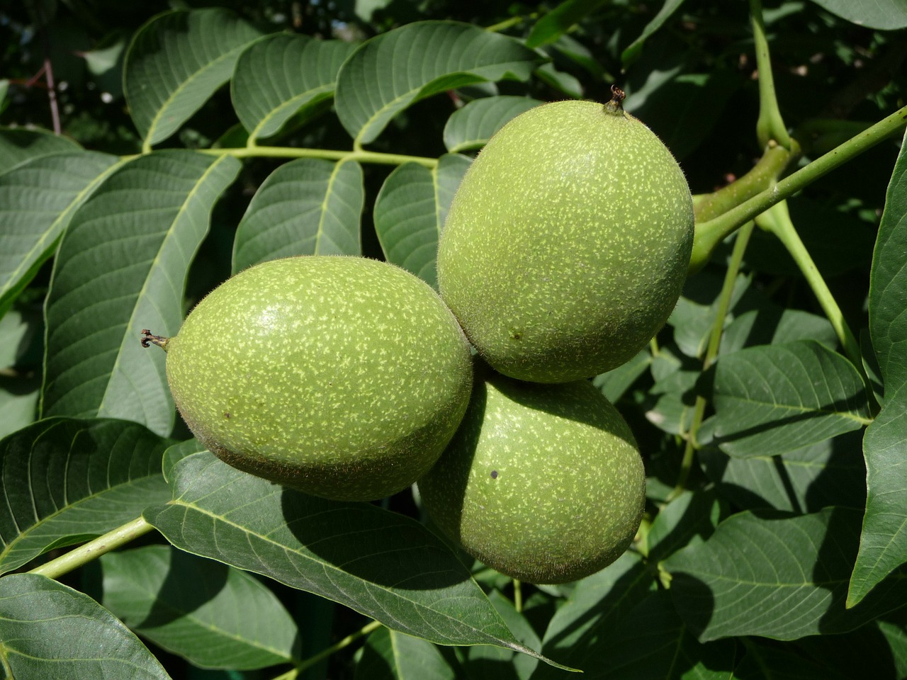 Pear walnut squares