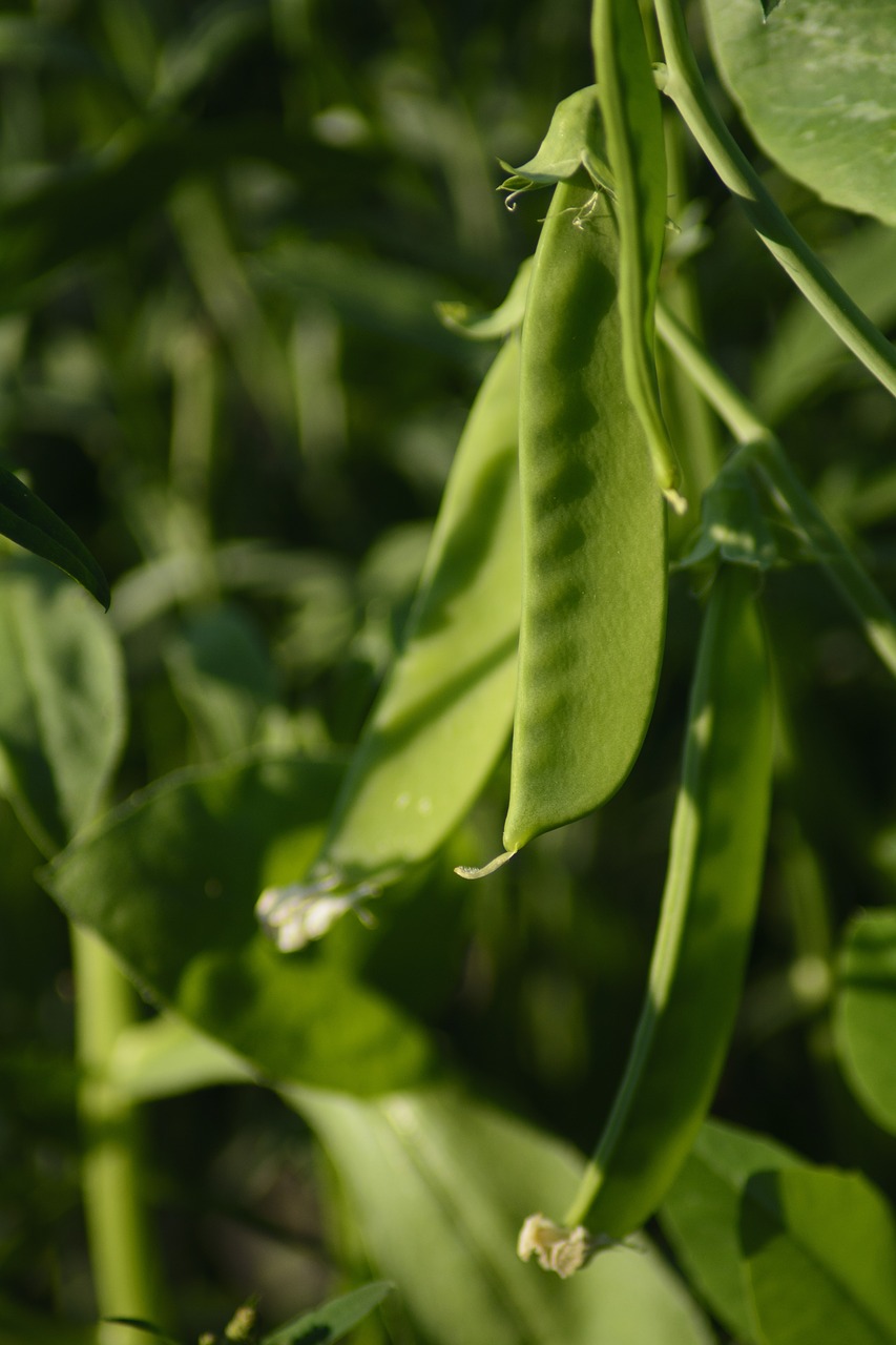 Peas and Mushrooms