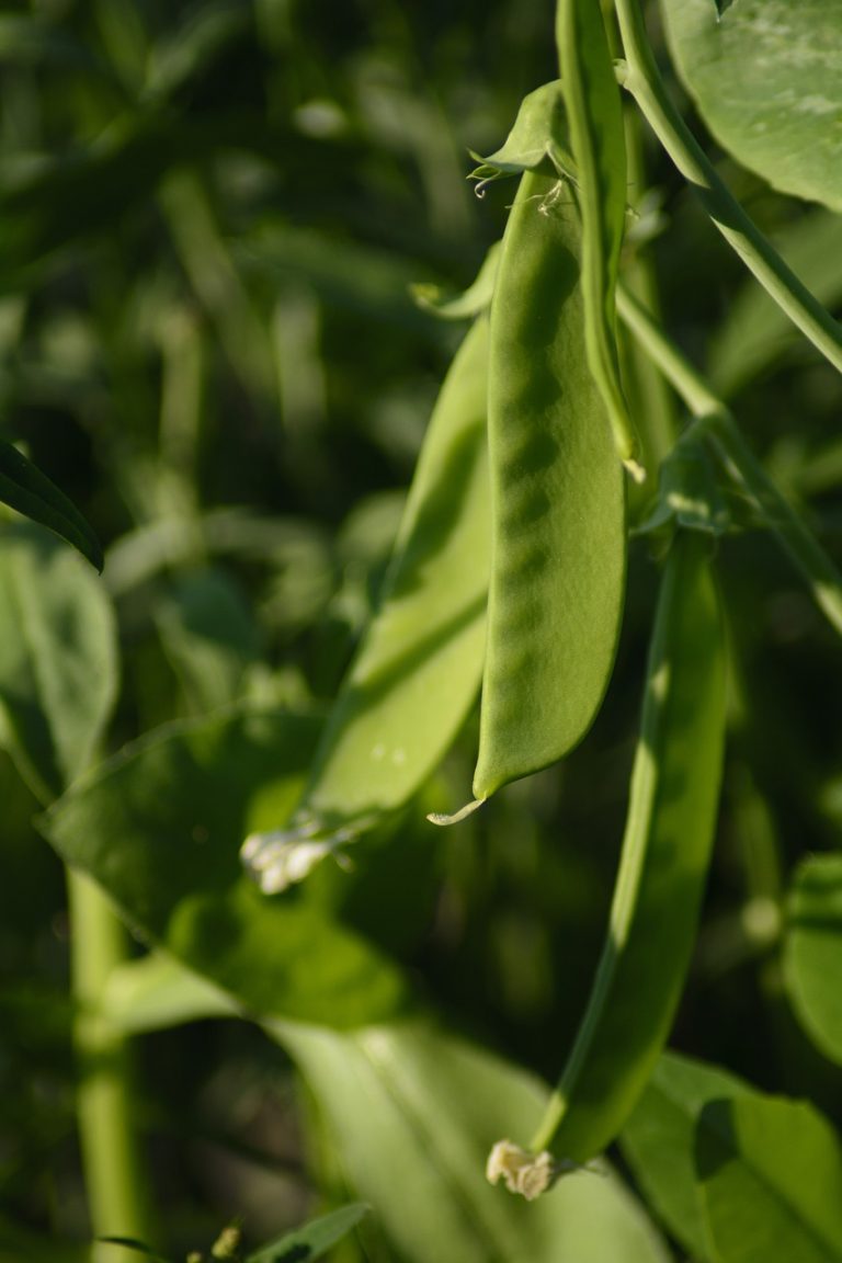 Peas With Basil