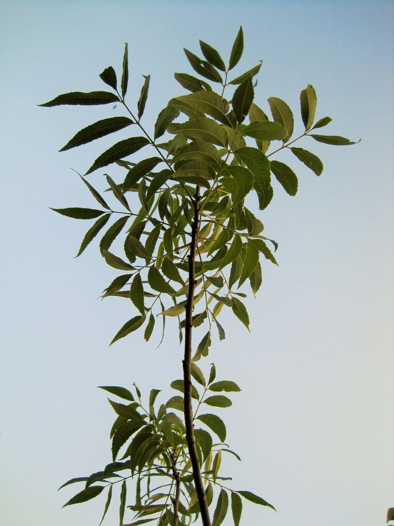 Pecan Broccoli