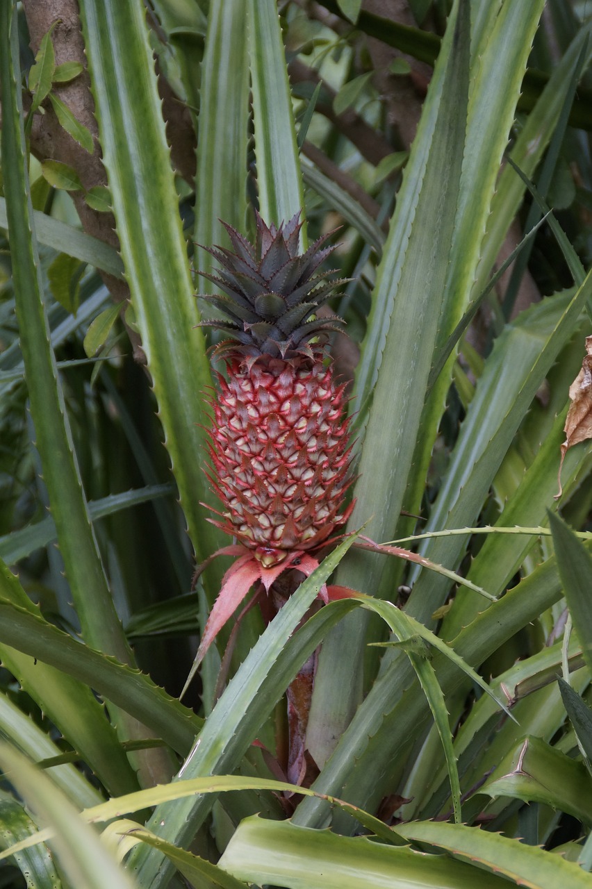 Pineapple Orange Wave