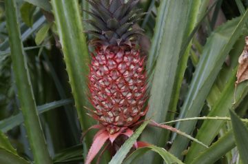 Emra's Pineapple Chicken