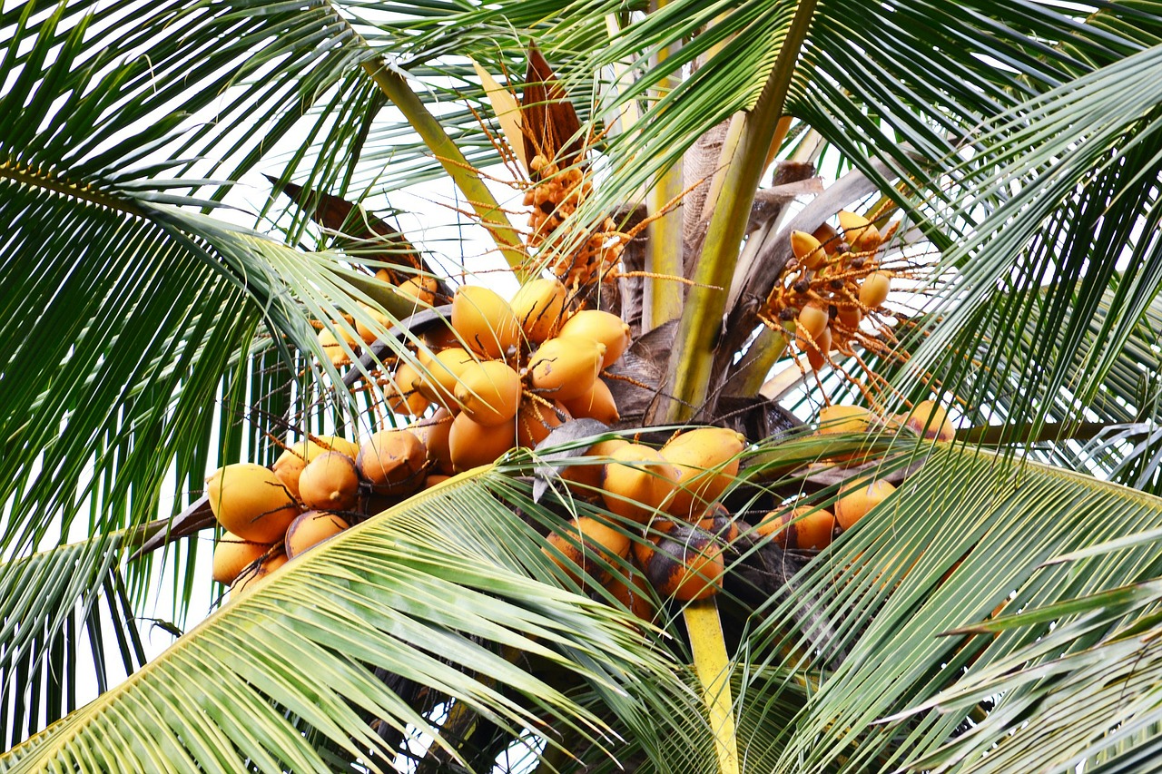 Pineapple-Coconut-Drink