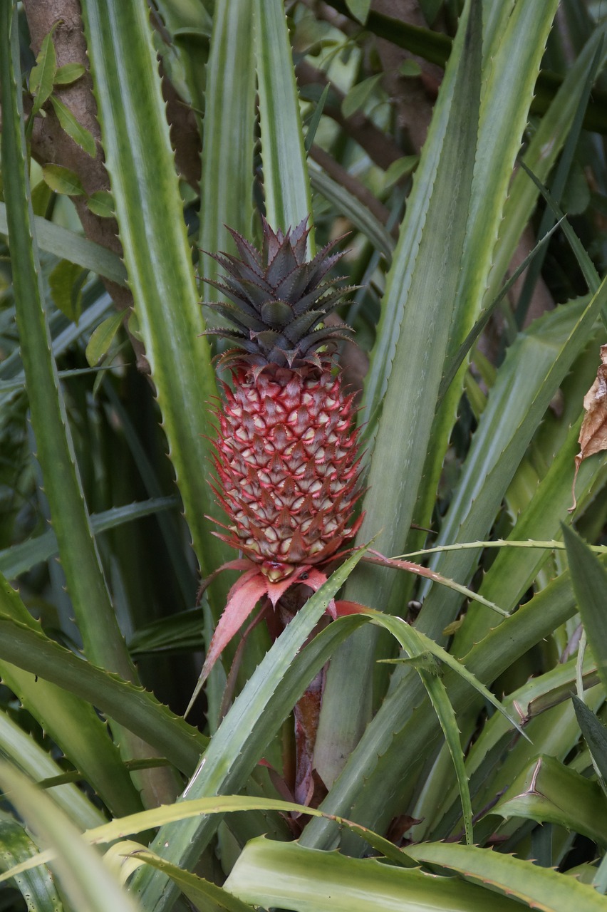 Pineapple Pacific Potluck