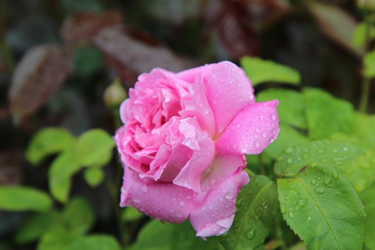 The Pink Contessa