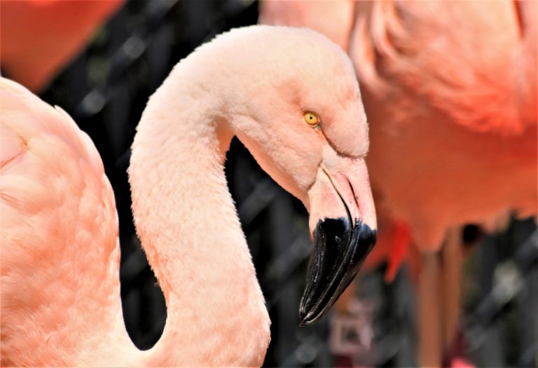 Pink Flamingo