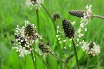 Plantain Chicken Rolls