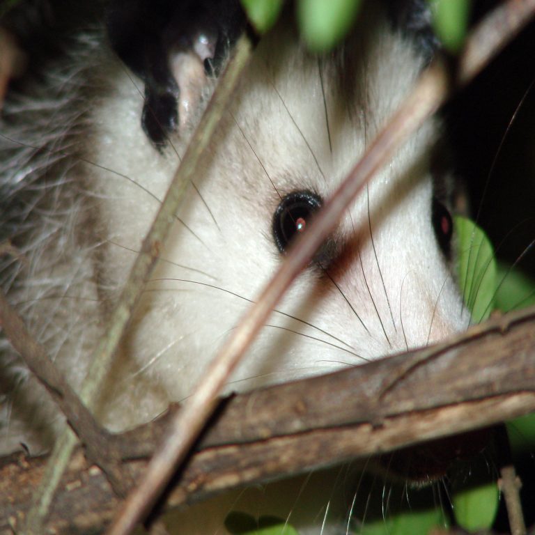 Possum's Southern Comfort Cake