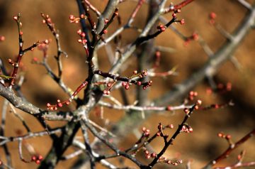 Plum Wonderful Chicken