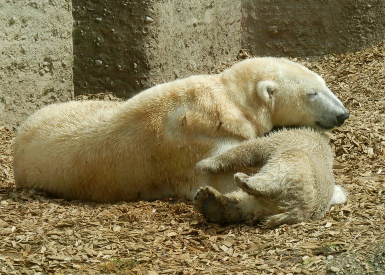 Polar Blast