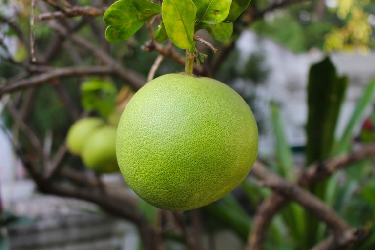Pomelo Fruit Platter