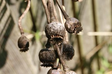 Ritz Poppy Seed Chicken