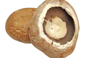 Portabella Mushroom Fajitas