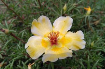 Cauliflower Parmigiana Bake