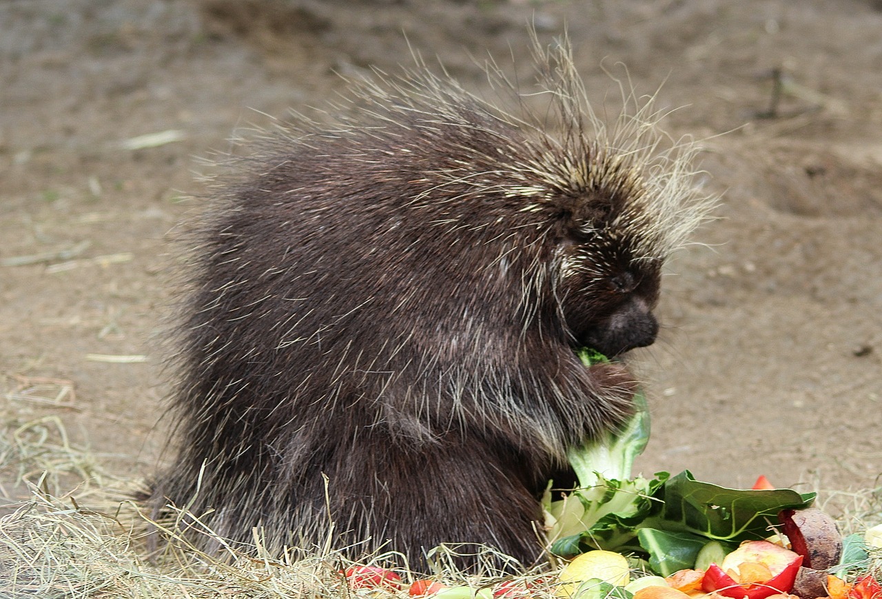 Pressure Cooker Porcupines