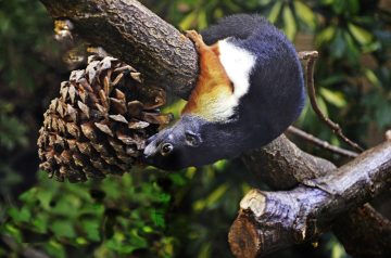 Chicken N Cheddar Croissant