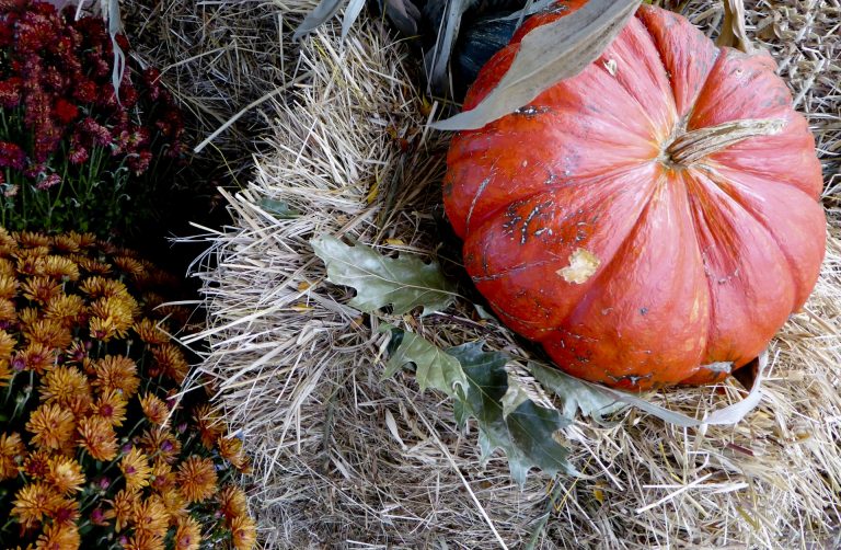 New England Harvest Cranberry Pumpkin Bread