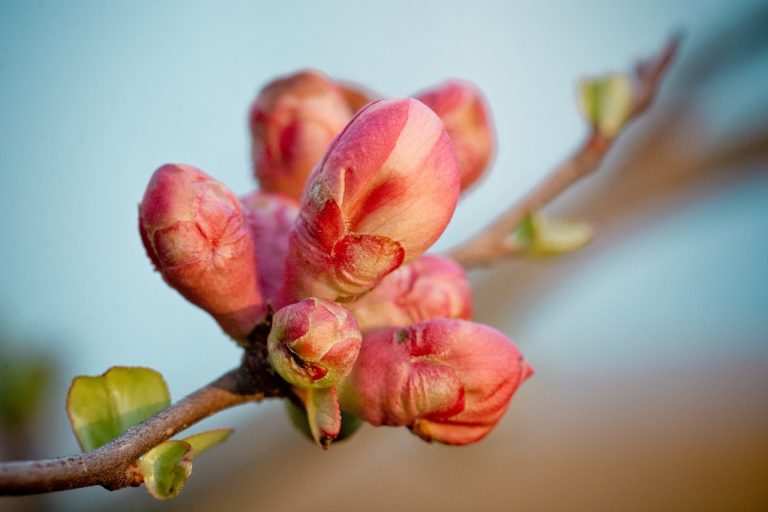 Quince Paste