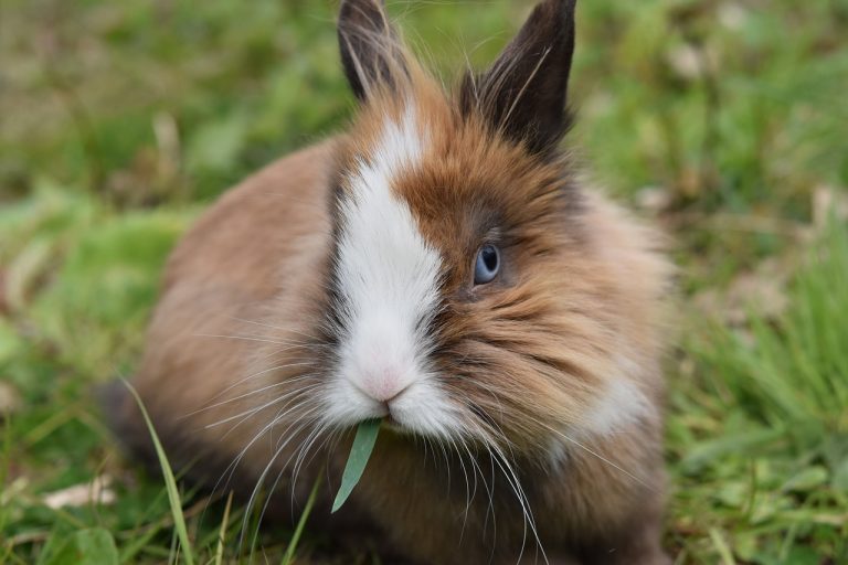 Rabbit Stew