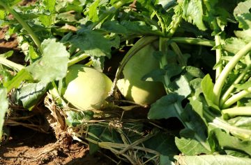 Cucumber Radish Slaw