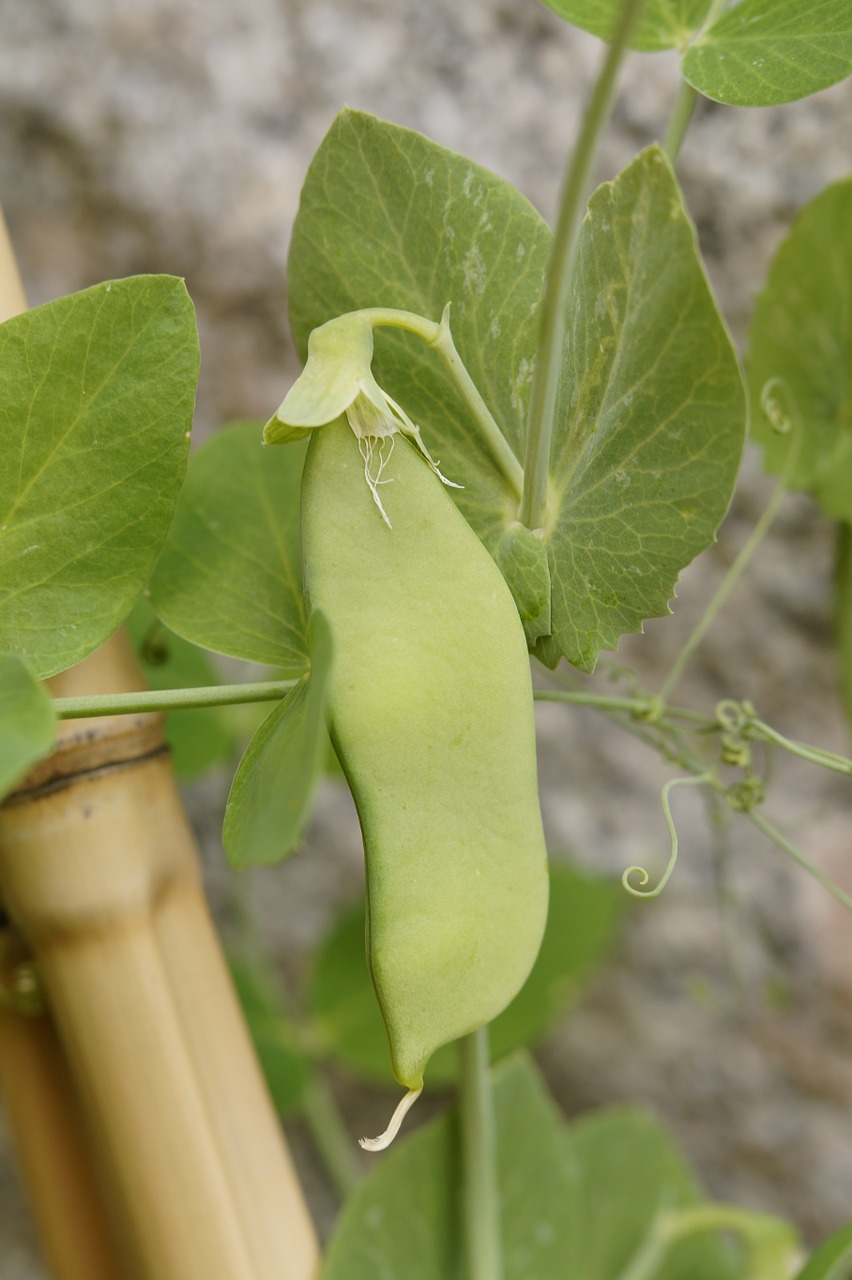 Ranch Pea Salad