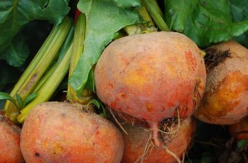 Red and Golden Beets
