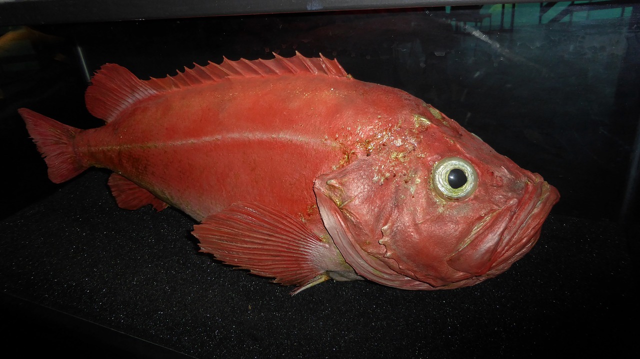 Redfish Courtbouillon