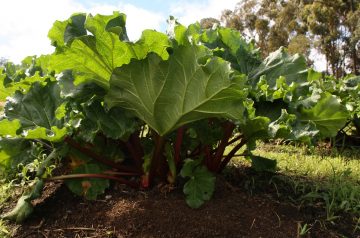 Remarkable Rhubarb Bites