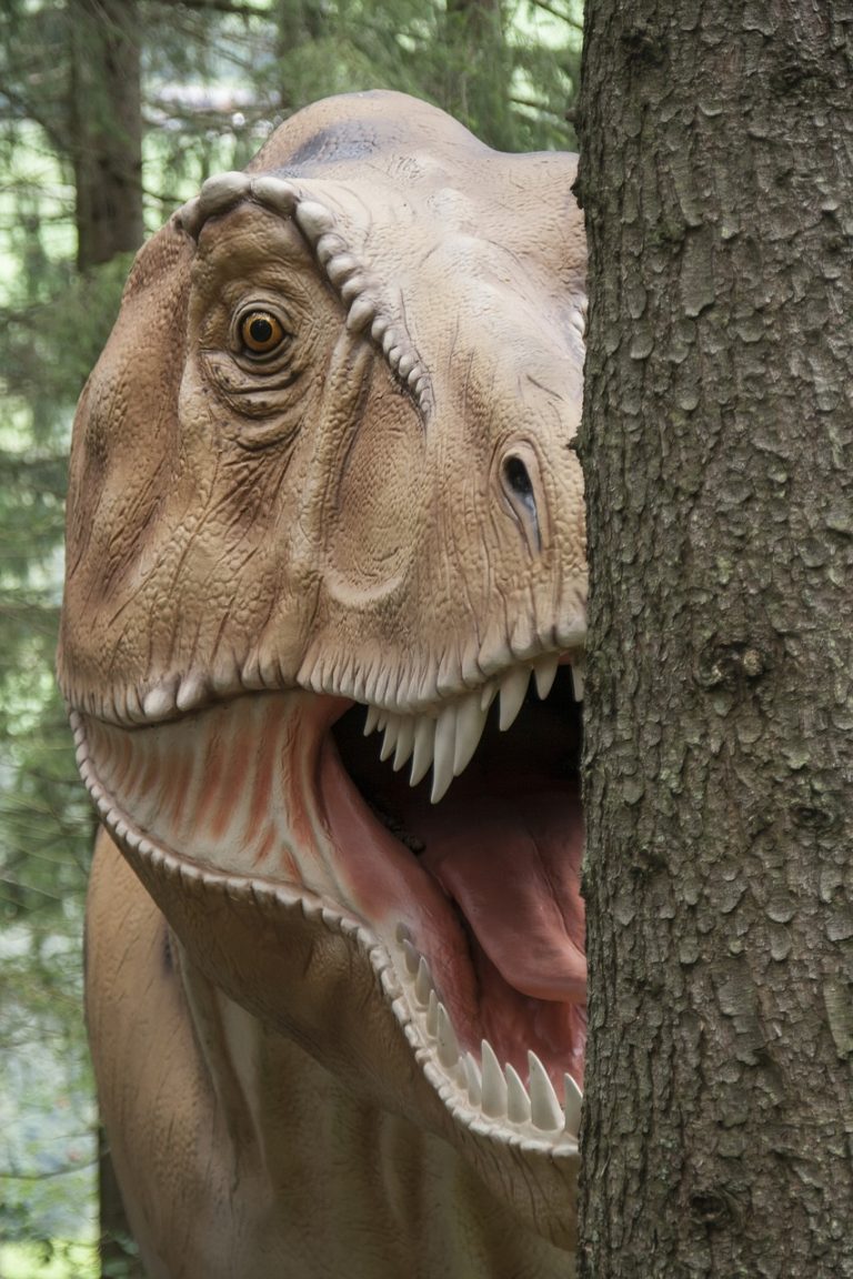 Turkey Rex