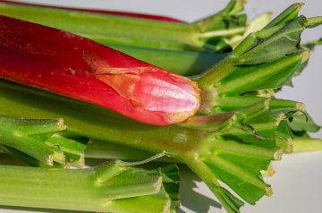 Low-Fat Sour Cream Rhubarb Pie