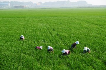 Chicken and Brown Rice Medley