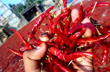 Roasted Honey-Chili Redskins